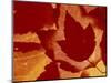 Maple Leaf Collage, Washington, USA-Jamie & Judy Wild-Mounted Photographic Print