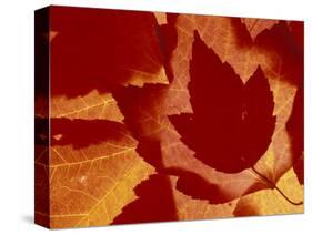 Maple Leaf Collage, Washington, USA-Jamie & Judy Wild-Stretched Canvas