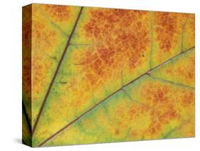 Maple Leaf Detail, Washington, USA-Jamie & Judy Wild-Stretched Canvas