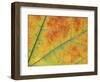 Maple Leaf Detail, Washington, USA-Jamie & Judy Wild-Framed Photographic Print