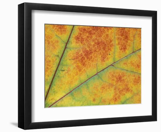 Maple Leaf Detail, Washington, USA-Jamie & Judy Wild-Framed Photographic Print