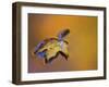 Maple Leaf Floating on Water Surface with Autumn Reflections, Michigan, USA-Mark Carlson-Framed Photographic Print