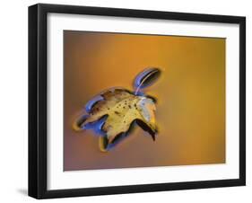 Maple Leaf Floating on Water Surface with Autumn Reflections, Michigan, USA-Mark Carlson-Framed Photographic Print