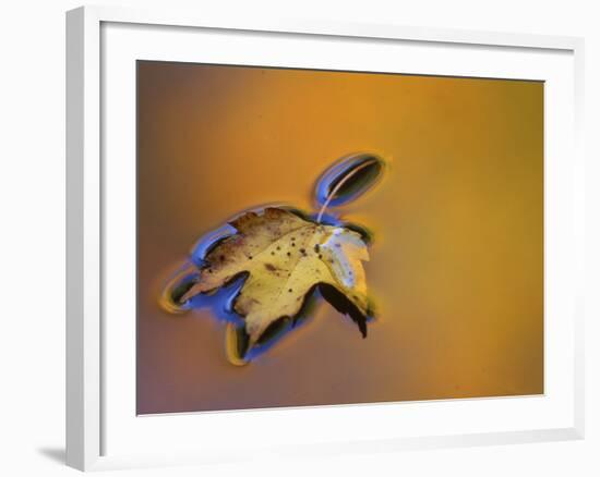 Maple Leaf Floating on Water Surface with Autumn Reflections, Michigan, USA-Mark Carlson-Framed Photographic Print