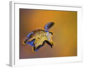 Maple Leaf Floating on Water Surface with Autumn Reflections, Michigan, USA-Mark Carlson-Framed Photographic Print