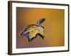 Maple Leaf Floating on Water Surface with Autumn Reflections, Michigan, USA-Mark Carlson-Framed Photographic Print