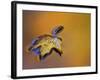 Maple Leaf Floating on Water Surface with Autumn Reflections, Michigan, USA-Mark Carlson-Framed Photographic Print