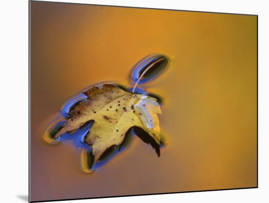 Maple Leaf Floating on Water Surface with Autumn Reflections, Michigan, USA-Mark Carlson-Mounted Photographic Print