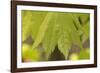 Maple Leaf I-Rita Crane-Framed Photographic Print