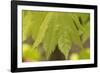 Maple Leaf I-Rita Crane-Framed Photographic Print