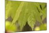 Maple Leaf I-Rita Crane-Mounted Photographic Print