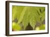 Maple Leaf I-Rita Crane-Framed Photographic Print