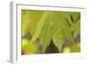 Maple Leaf I-Rita Crane-Framed Photographic Print