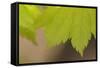 Maple Leaf II-Rita Crane-Framed Stretched Canvas