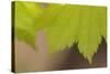 Maple Leaf II-Rita Crane-Stretched Canvas