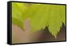 Maple Leaf II-Rita Crane-Framed Stretched Canvas