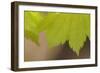 Maple Leaf II-Rita Crane-Framed Photographic Print