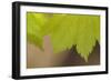 Maple Leaf II-Rita Crane-Framed Photographic Print
