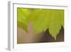 Maple Leaf II-Rita Crane-Framed Photographic Print