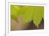 Maple Leaf II-Rita Crane-Framed Photographic Print