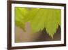 Maple Leaf II-Rita Crane-Framed Photographic Print