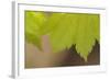 Maple Leaf II-Rita Crane-Framed Photographic Print