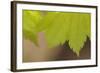 Maple Leaf II-Rita Crane-Framed Photographic Print