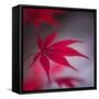 Maple Leaf in the Breeze-Philippe Sainte-Laudy-Framed Stretched Canvas