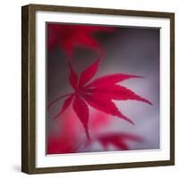 Maple Leaf in the Breeze-Philippe Sainte-Laudy-Framed Photographic Print