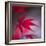Maple Leaf in the Breeze-Philippe Sainte-Laudy-Framed Photographic Print