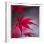 Maple Leaf in the Breeze-Philippe Sainte-Laudy-Framed Photographic Print