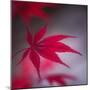 Maple Leaf in the Breeze-Philippe Sainte-Laudy-Mounted Photographic Print