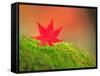 Maple Leaf on Moss-null-Framed Stretched Canvas