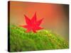 Maple Leaf on Moss-null-Stretched Canvas