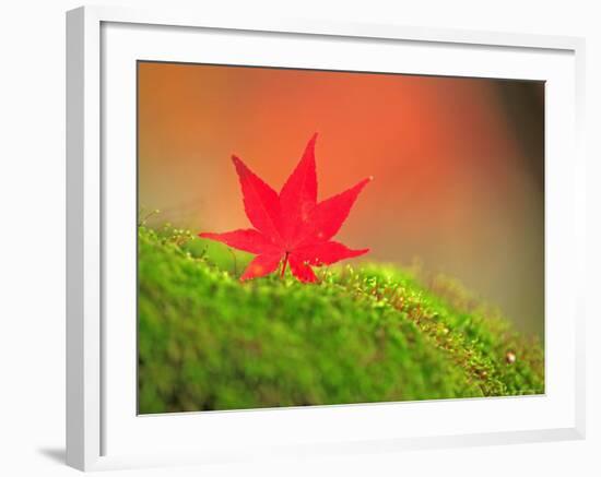 Maple Leaf on Moss-null-Framed Photographic Print