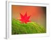 Maple Leaf on Moss-null-Framed Photographic Print