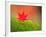 Maple Leaf on Moss-null-Framed Photographic Print