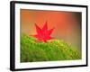 Maple Leaf on Moss-null-Framed Photographic Print