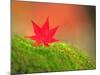 Maple Leaf on Moss-null-Mounted Photographic Print