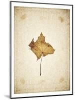 Maple leaf on yellowed paper, beige-Axel Killian-Mounted Photographic Print