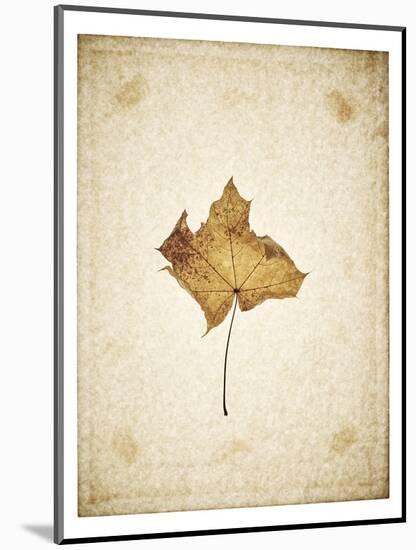 Maple leaf on yellowed paper, beige-Axel Killian-Mounted Photographic Print