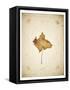 Maple leaf on yellowed paper, beige-Axel Killian-Framed Stretched Canvas