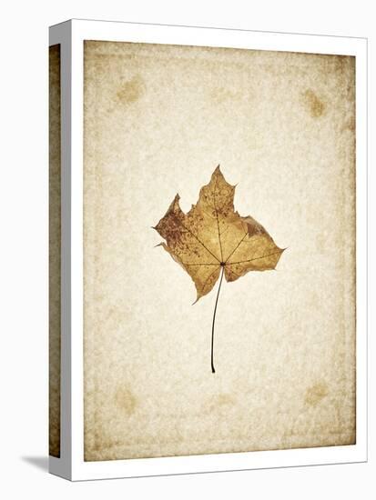 Maple leaf on yellowed paper, beige-Axel Killian-Stretched Canvas