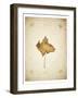 Maple leaf on yellowed paper, beige-Axel Killian-Framed Photographic Print