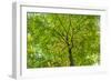 Maple Leaf Profusion-Michael Hudson-Framed Art Print