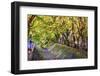 Maple Leaf Tunnel in Kawaguchi, Japan.-SeanPavonePhoto-Framed Photographic Print