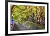 Maple Leaf Tunnel in Kawaguchi, Japan.-SeanPavonePhoto-Framed Photographic Print