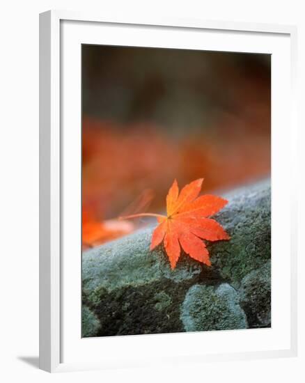 Maple Leaf-null-Framed Photographic Print