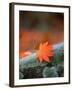 Maple Leaf-null-Framed Photographic Print