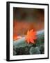 Maple Leaf-null-Framed Photographic Print